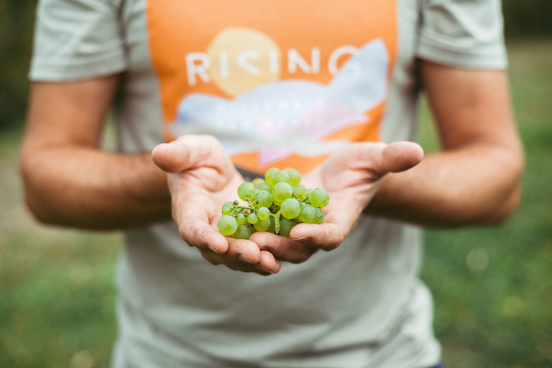 Holding grapes in hands